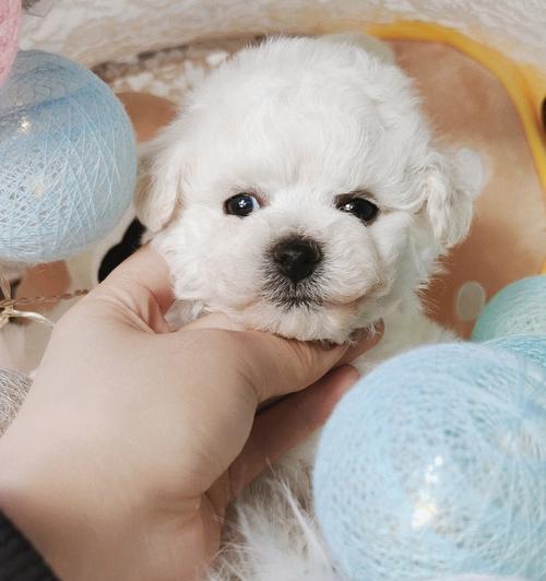 40天小狗科学喂养全攻略