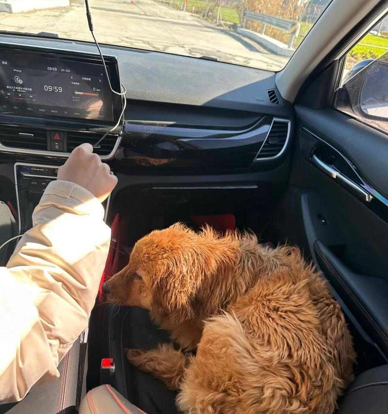 金毛独自在家娱乐时光全攻略(图2)