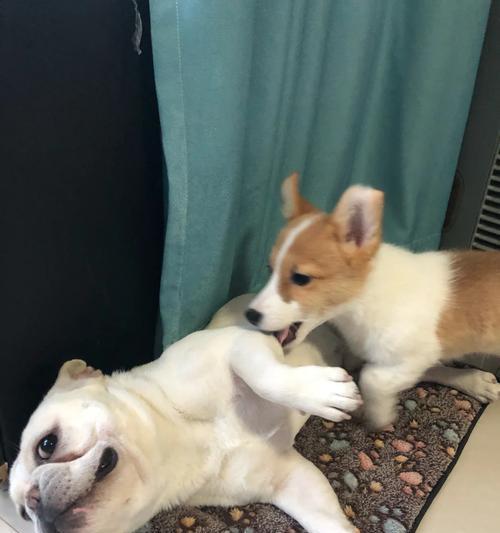 揭秘狗耳朵翻了的真正含义全攻略