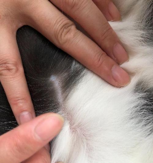 探索小猫咪身上的奥秘｜猫咪行为全攻略(图2)