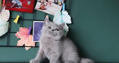 英短猫绝育必要性与优势全攻略(图1) 英短猫绝育必要性与优势全攻略(图1)