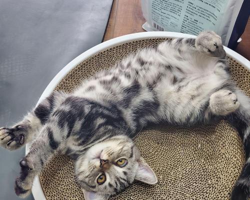 英短猫绝育必要性与优势全攻略(图2) 英短猫绝育必要性与优势全攻略(图2)