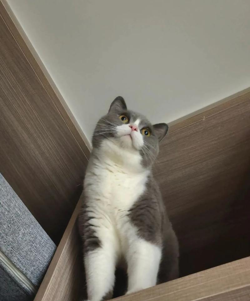 英短猫绝育必要性与优势全攻略(图3) 英短猫绝育必要性与优势全攻略(图3)