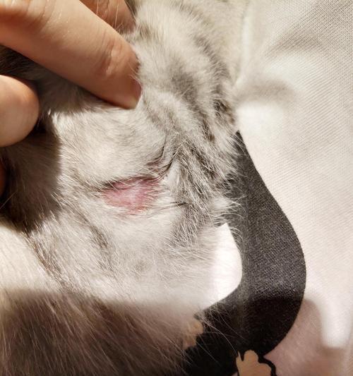 猫咪皮藓症状与治疗全攻略(图2)