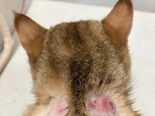 猫咪皮藓症状与治疗全攻略(图3)