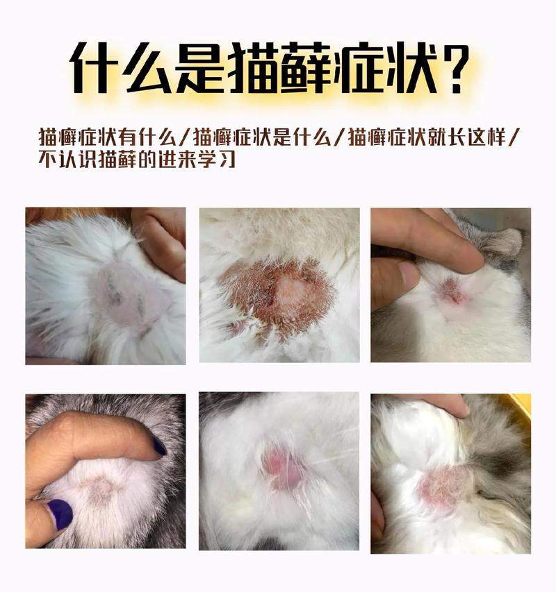 猫咪皮藓症状与治疗全攻略