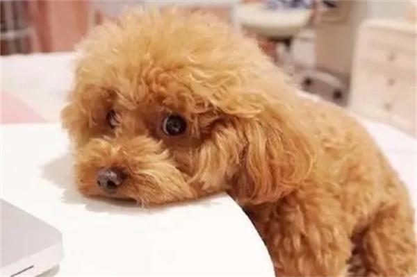 狗狗拉肚子恢复期饮食全攻略