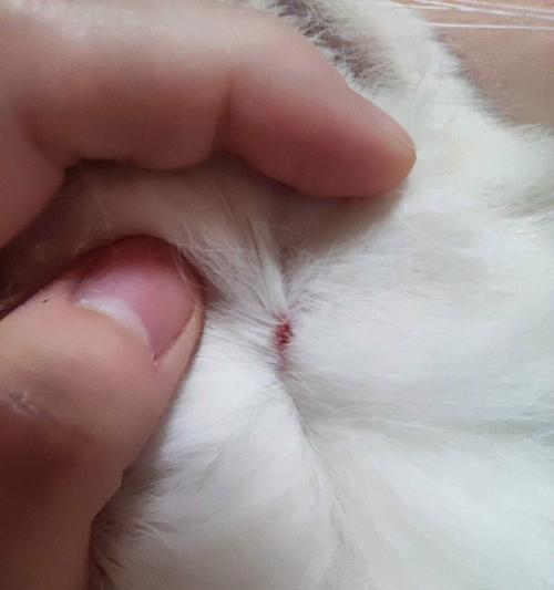 探索小猫咪身上的奥秘｜猫咪行为全攻略