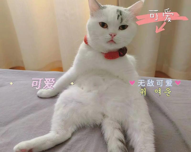 探索小猫咪身上的奥秘｜猫咪行为全攻略(图3)