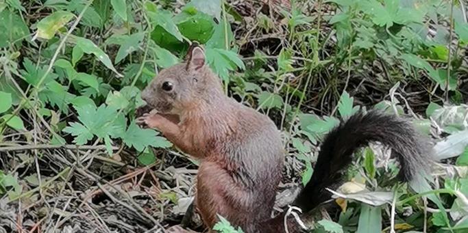 松鼠冬季食物选择及适应策略全攻略(图2)