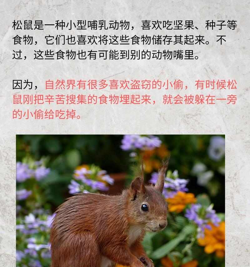 松鼠冬季食物选择及适应策略全攻略(图3)