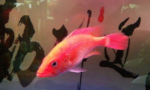 罗汉鱼混养选择全攻略(图3)