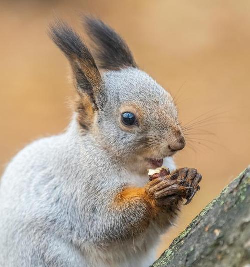 松鼠冬季食物选择及适应策略全攻略(图1)