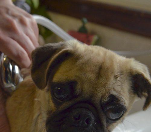 狗狗不叫的原因及解决方法全攻略(图1)