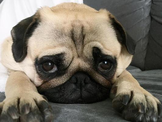 猛犬体味小的品种选择与影响因素解析(图2)