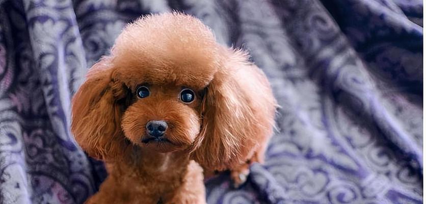 猛犬体味小的品种选择与影响因素解析