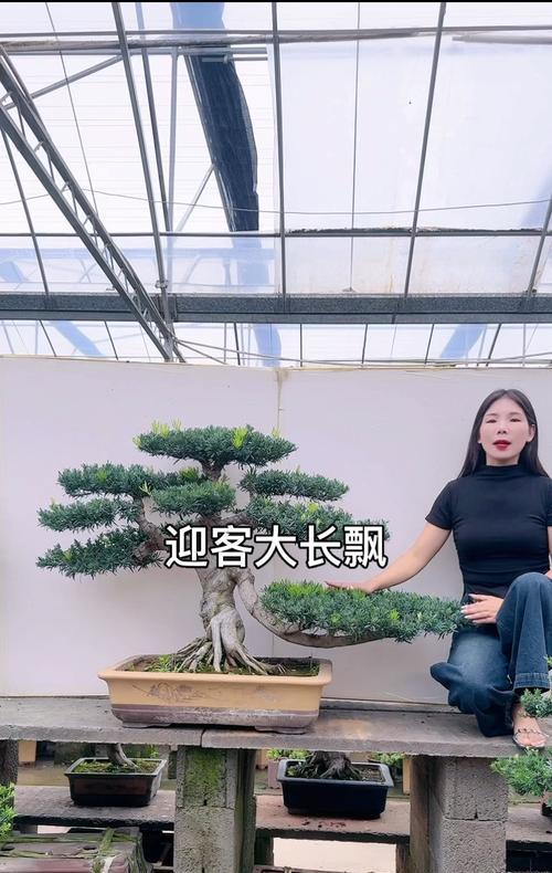 罗汉鱼混养选择全攻略(图1)