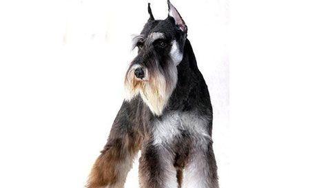 巨型雪纳瑞狗粮选择全攻略(图3) 巨型雪纳瑞狗粮选择全攻略(图3)