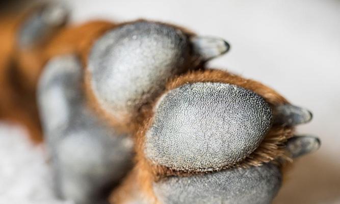 狗爪太长危害及预防措施全攻略(图1)