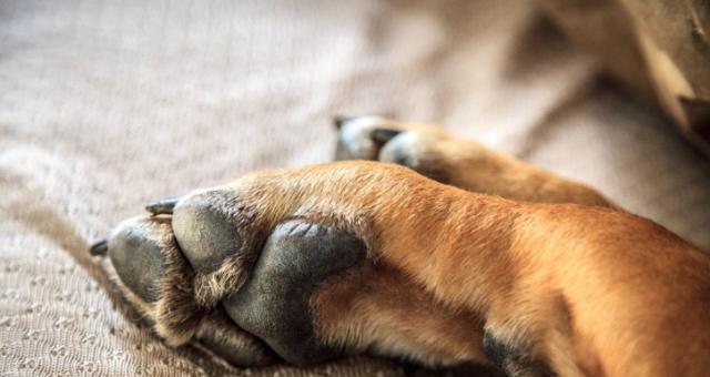 狗爪太长危害及预防措施全攻略(图2)