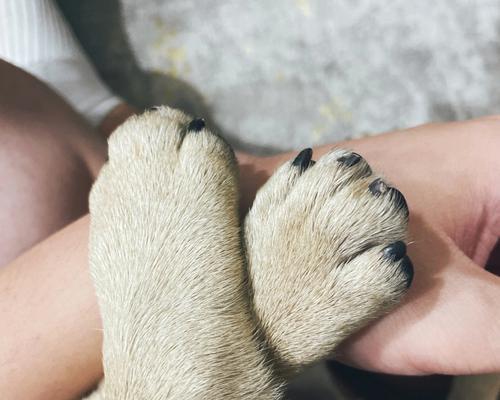 狗爪太长危害及预防措施全攻略(图3)