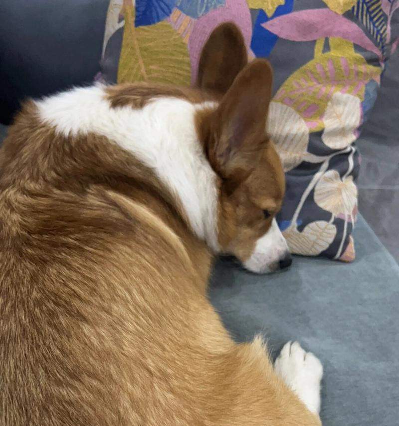 狗为什么喜欢四脚朝天|行为全攻略(图2) 狗为什么喜欢四脚朝天|行为全攻略(图2)