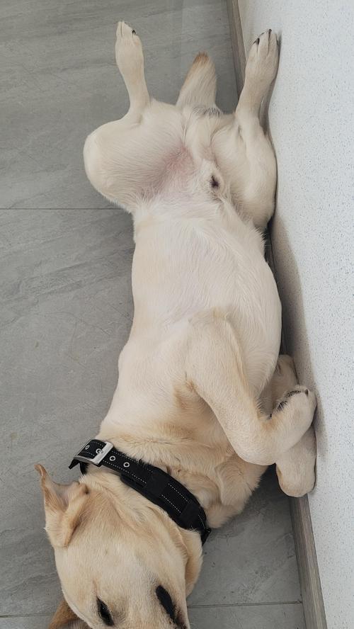 狗为什么喜欢四脚朝天|行为全攻略(图1) 狗为什么喜欢四脚朝天|行为全攻略(图1)