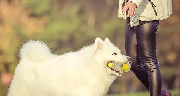 狗为什么喜欢闻女人?揭秘狗嗅觉的神秘世界|原因解析(图3) 狗为什么喜欢闻女人?揭秘狗嗅觉的神秘世界|原因解析(图3)