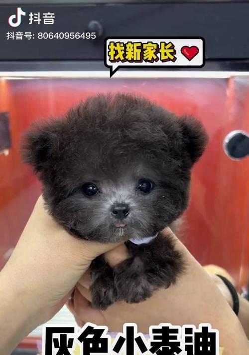 泰迪小狗呕吐怎么办全攻略(图2)