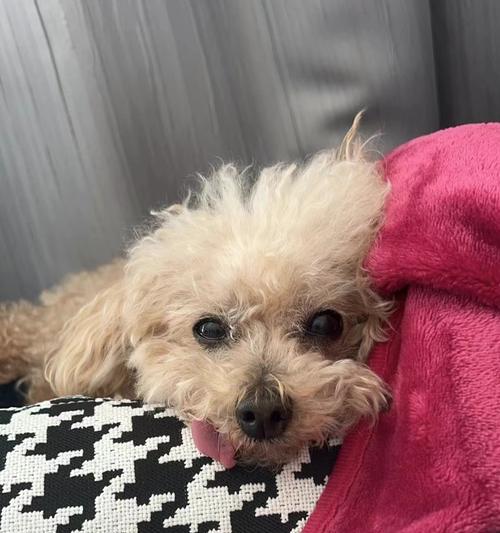 泰迪小狗呕吐怎么办全攻略