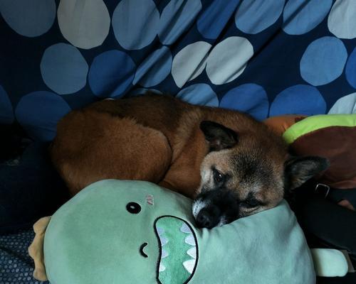 中华田园梗：唤起乡愁的幽默温情全攻略