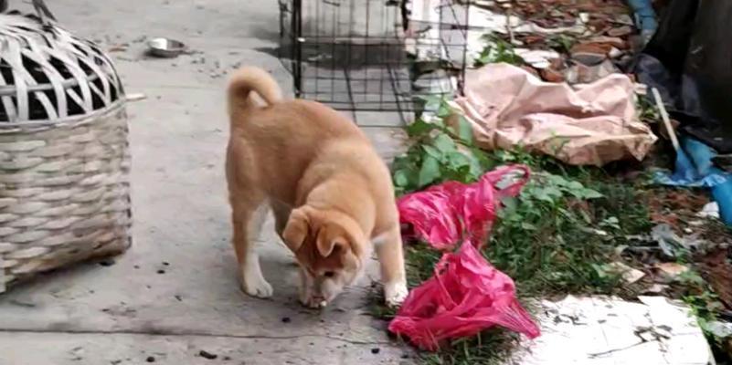 中华田园梗：唤起乡愁的幽默温情全攻略(图3)