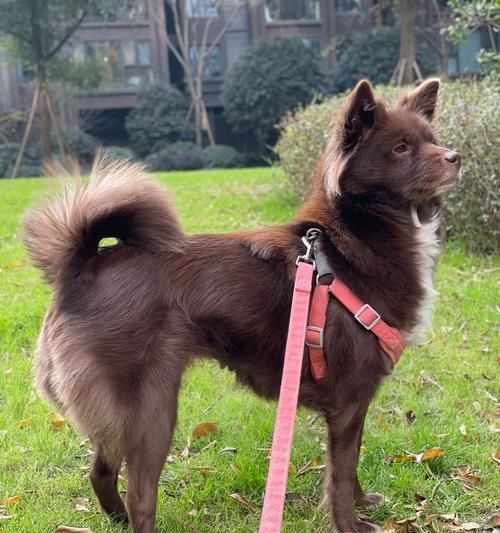 中华田园梗全解析：怀旧幽默温情勾起家乡思念(图2)