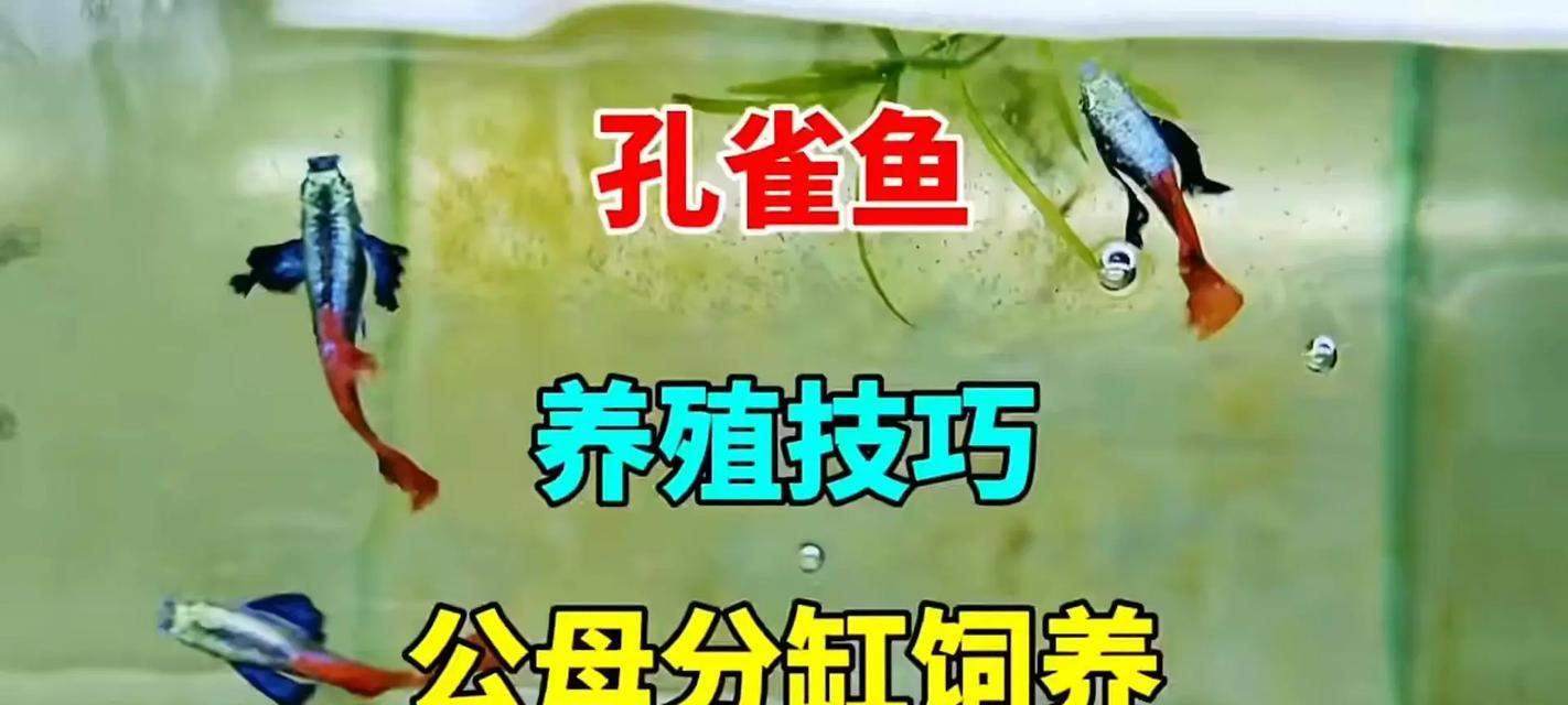 如何科学养殖孔雀鱼？饲养技巧与全攻略(图1)