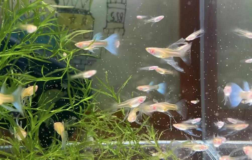 如何科学养殖孔雀鱼？饲养技巧与全攻略(图3)