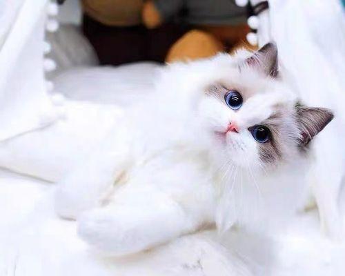 双色眼睛的猫｜基因特征与养护全攻略(图3)