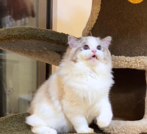 双色眼睛的猫｜基因特征与养护全攻略(图1)