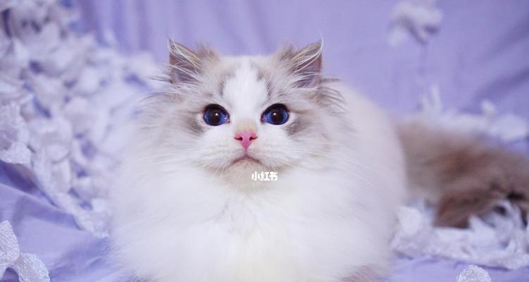 双色眼睛的猫｜基因特征与养护全攻略(图2)