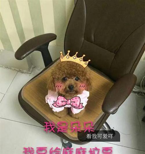 泰迪狗舔地原因解析｜行为习惯全攻略(图2)