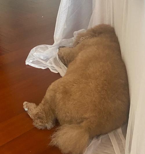 泰迪狗舔地原因解析｜行为习惯全攻略(图3)