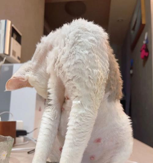 狗怀孕第一个月变化迹象｜新手养狗必看指南(图3)