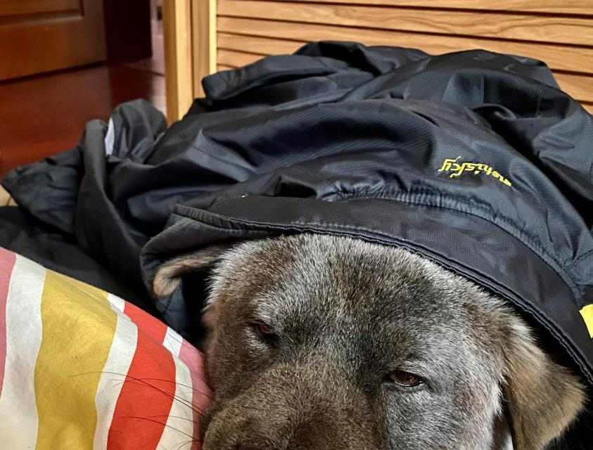 狗味的由来与意义｜科学解析与实用应对指南