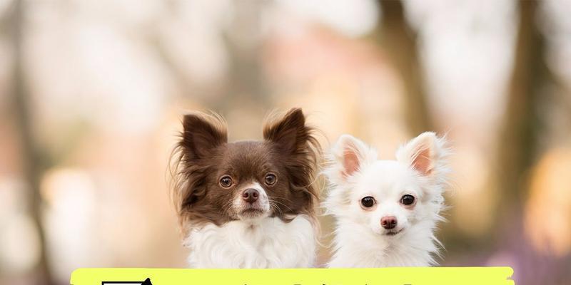 狗狗快速生长原因揭秘｜营养与体重成正比全攻略(图3)