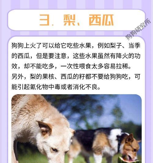 狗狗快速生长原因揭秘｜营养与体重成正比全攻略(图1)