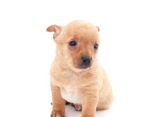 狗怀孕第一个月变化迹象｜新手养狗必看指南(图2)