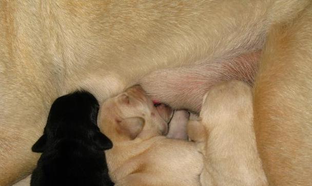 狗怀孕第一个月变化迹象｜新手养狗必看指南