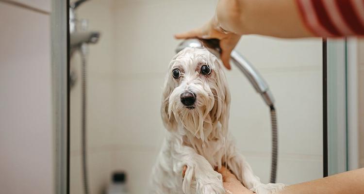 狗味的由来与意义｜科学解析与实用应对指南(图2)