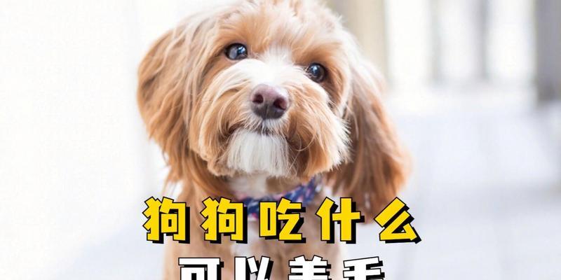 狗狗快速生长原因揭秘｜营养与体重成正比全攻略(图2)