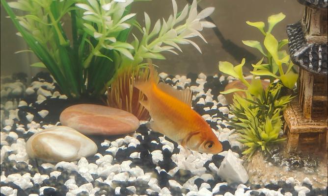 金鱼饮食环境偏好与优化技巧｜饲养全攻略(图2)