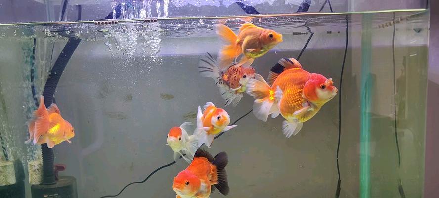 金鱼饮食环境偏好与优化技巧｜饲养全攻略(图1)